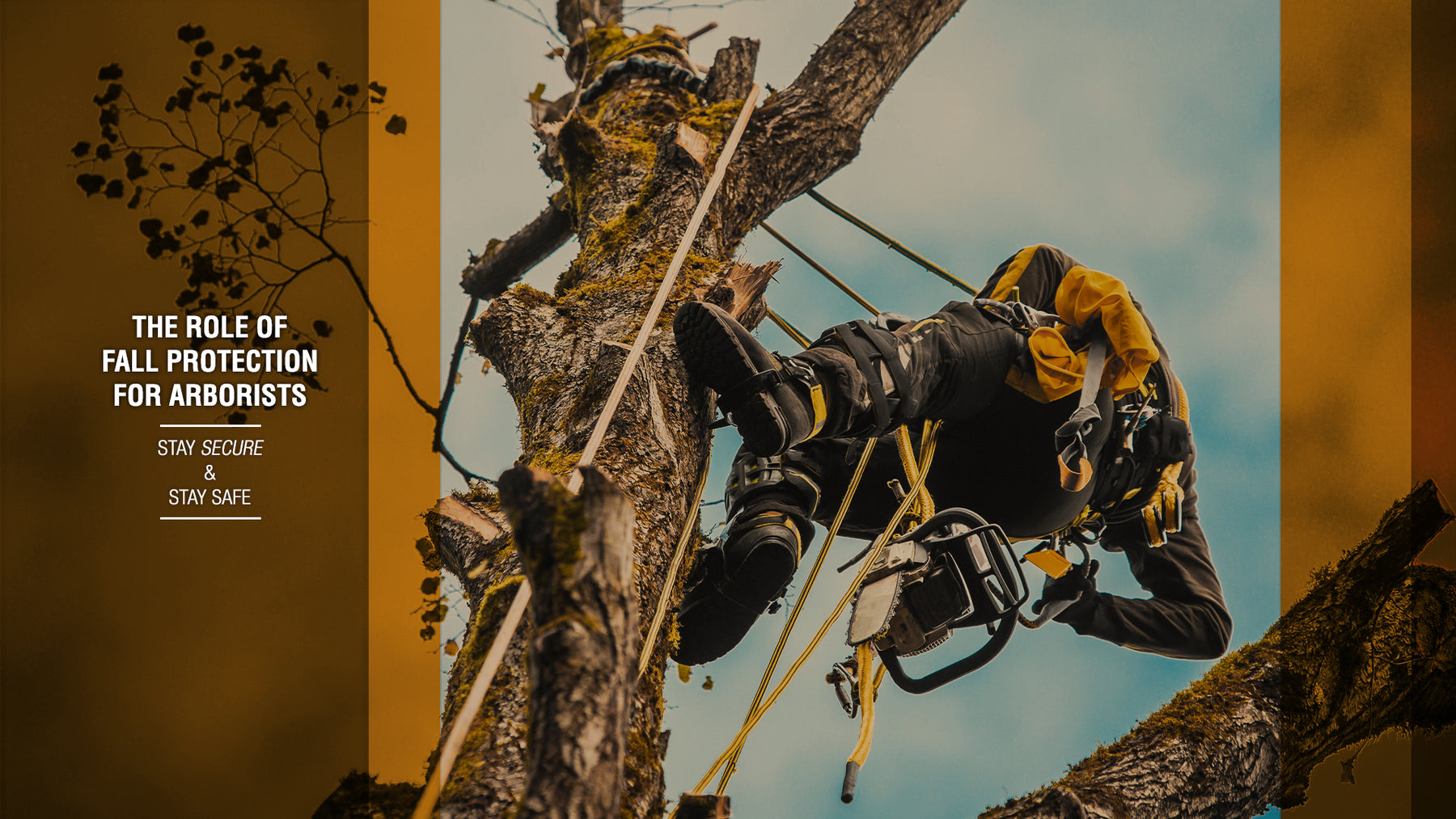 High in the Canopy: Why Arborists Need Fall Protection for Safe Tree Work