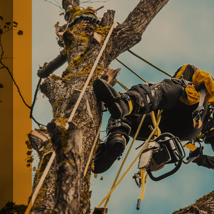 High in the Canopy: Why Arborists Need Fall Protection for Safe Tree Work